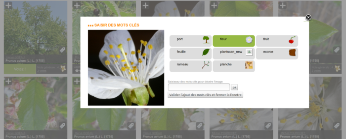 tag sur PictoFlora