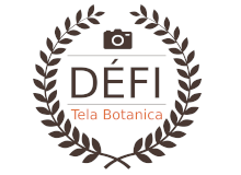 defi photo