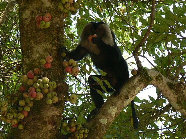 ficus racemosa