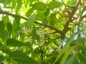 Inflorescence d'<i>Azadirachta indica</i>, la margousier qui nous veut du bien