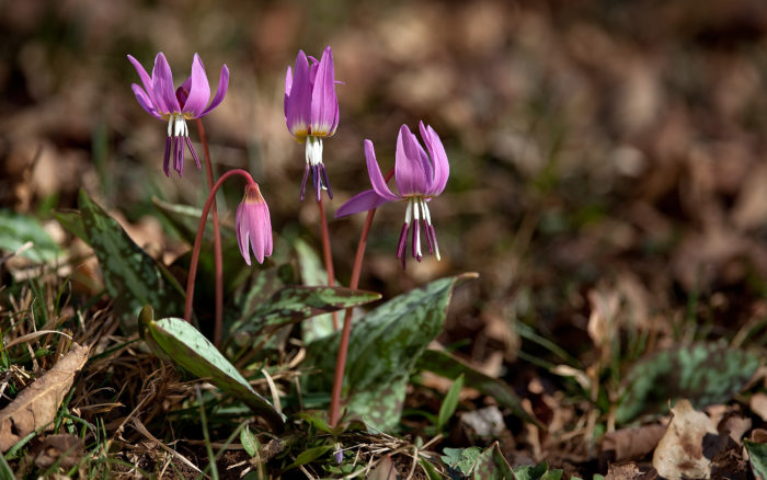 Erythronium dens-canis L. [1753] (bdtfx) par Bernard MACHETTO