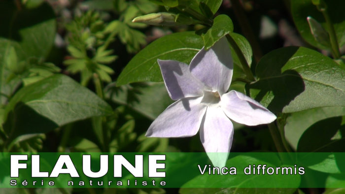 S2E11---Vinca-difformis