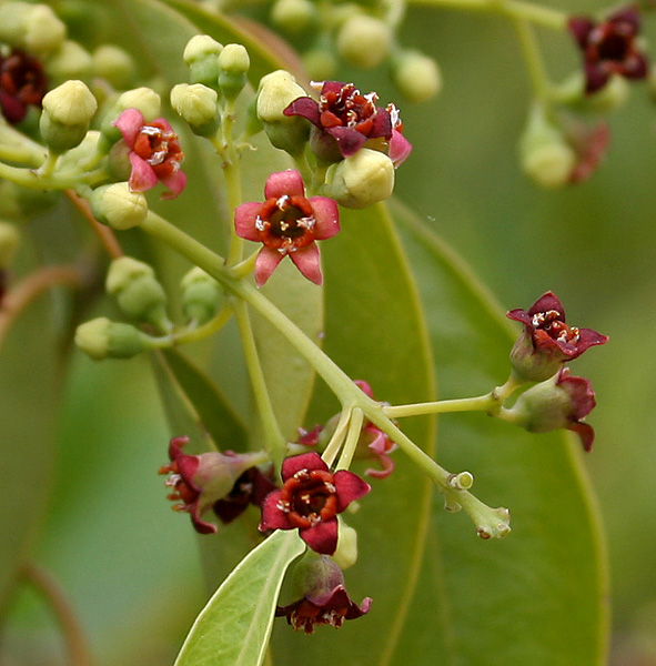 Santalum_album_(Chandan)_in_Hyderabad,_AP_W2_IMG_0023