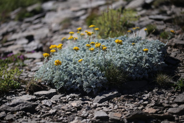 jacobaea_leucophylla