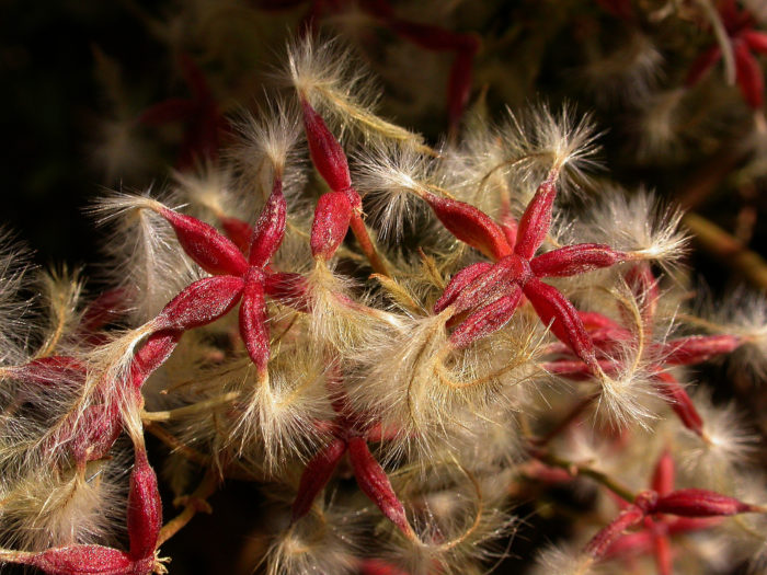 Clematis flammula L. [1753] (bdtfx) par Michel DÉmares