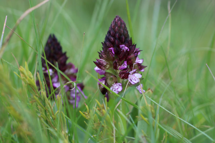 Orchis purpurea