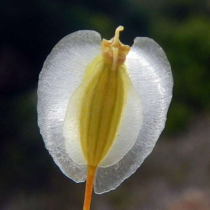 Thapsia villosa L. [1753] (bdtfx) par Jean-Marie Eschbach