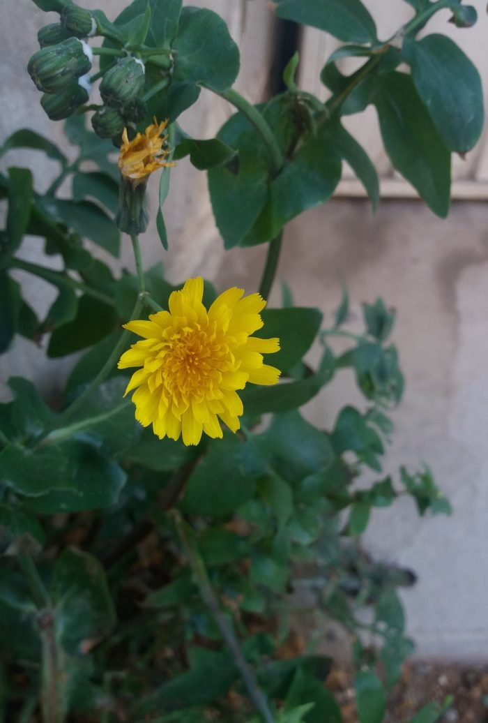 Sonchus oleraceus