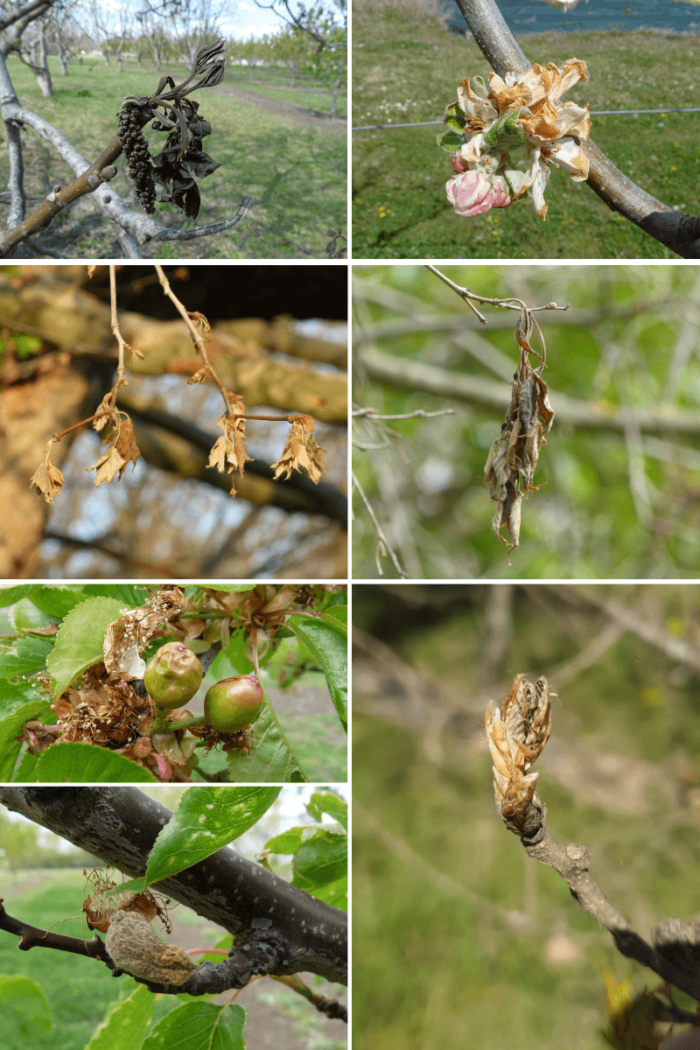 Illustration des dégâts de gel sur plusieurs espèces. Photos par Aline Faure, Frédéric Jean, David Alletru