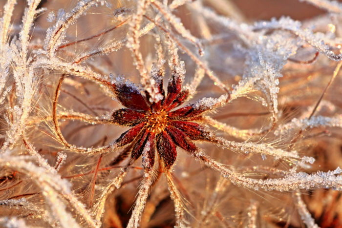 mage n°2463090 - Clematis vitalba L. [1753] (bdtfx) par Michel Guerin