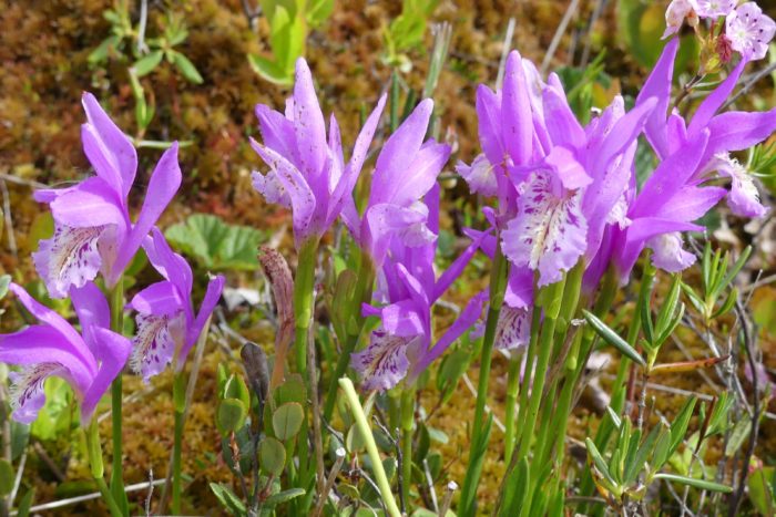 Arethusa bulbosa (autre) par Gérard Reynaud