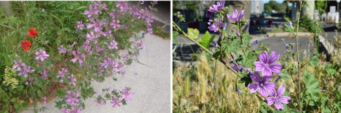 Trois plantes sauvages en fleur à observer en juin – Tela Botanica