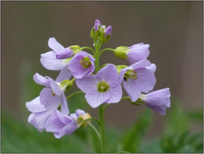 Cardamine pratensis L. (bdtfx) par Pat Desnos