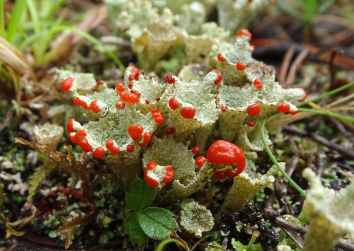 Cladonia avec apothecies rouges (autre) par Josette Puyo