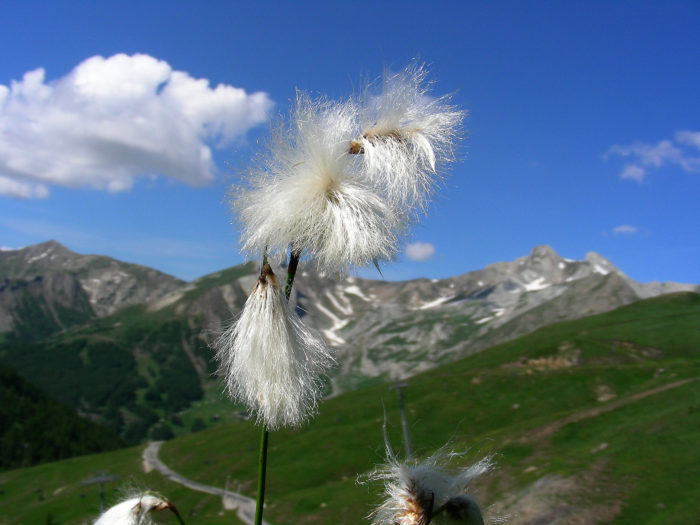 Eriophorum latifolium Hoppe [1800] (bdtfx) par Michel DÉmares