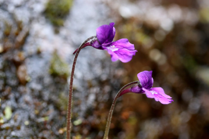 Pinguicula grandiflora (autre) par Dany Perrier