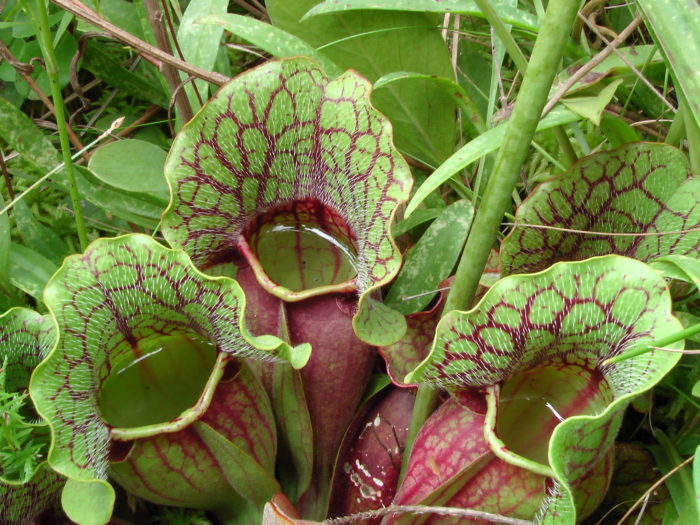 Sarracenia purpurea var. venosa (autre) par Gérard Reynaud