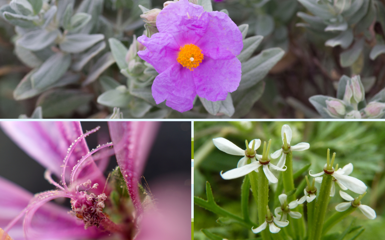 Trois plantes sauvages en fleur à observer en juin – Tela Botanica