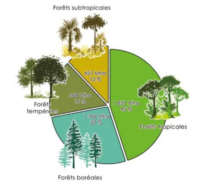 Les différents types de forêts dans le monde.