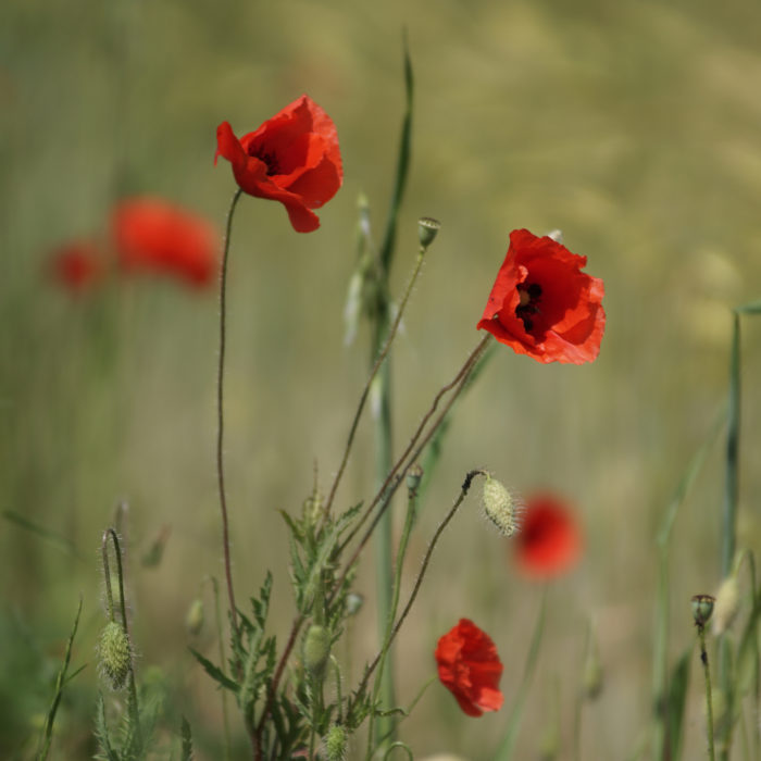 Papaver rhoeas