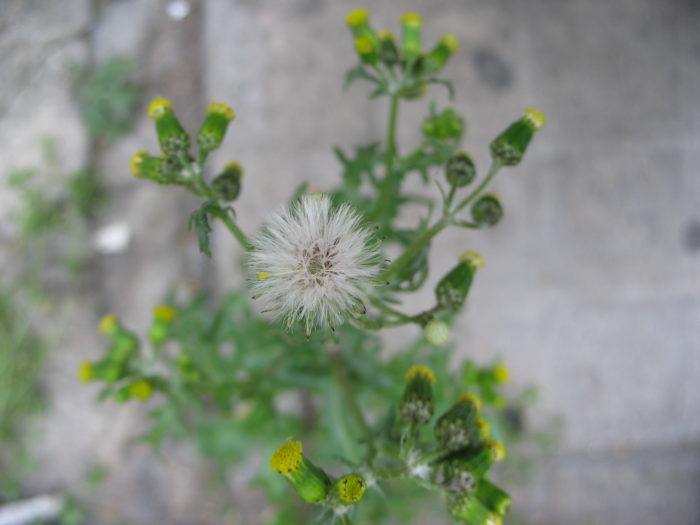 Senecio vulgaris L.