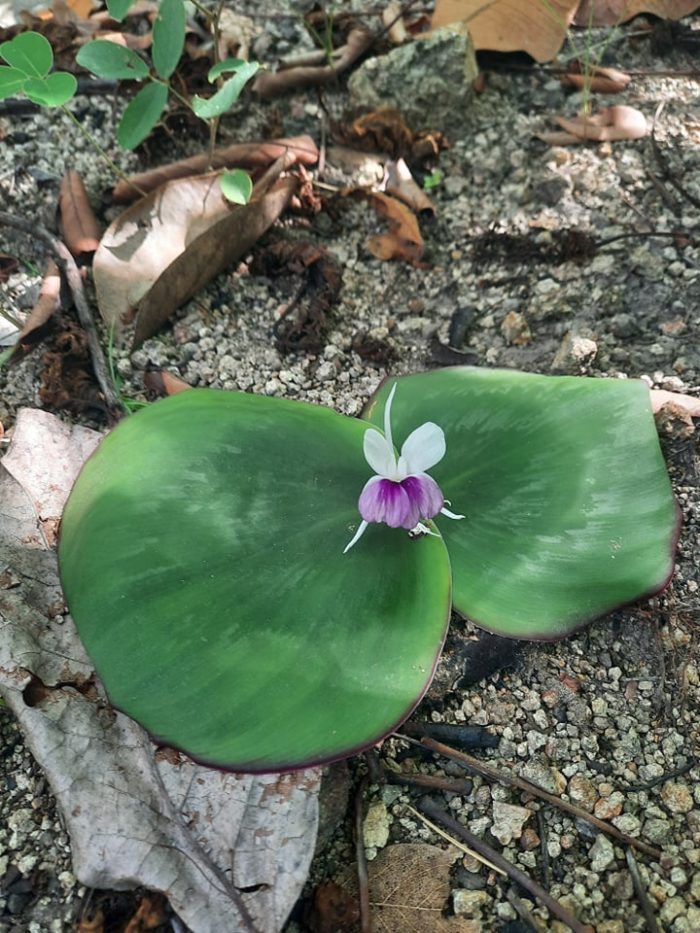 kaempferia harmandiana_fleur