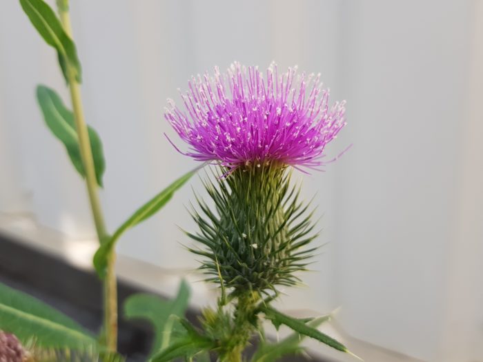 Cirsium vulgare