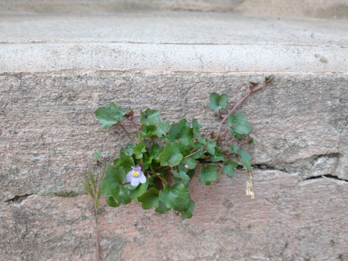 Cymbalaria muralis f. muralis (bdtfx) par CamilleTAVC