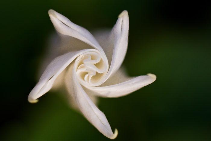 Datura stramonium