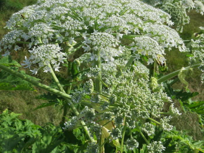 Heracleum mantegazzianum