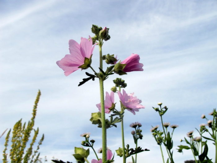 Malva alcea L. [1753][Dét. : La Spada Arturo]