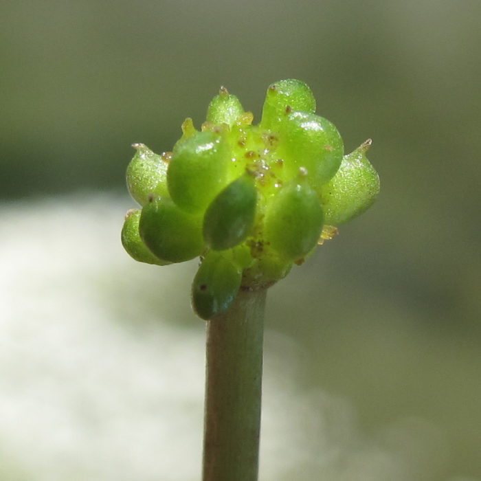 Ranunculus aquatilis