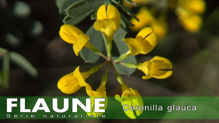 S3E01---Coronilla-glauca