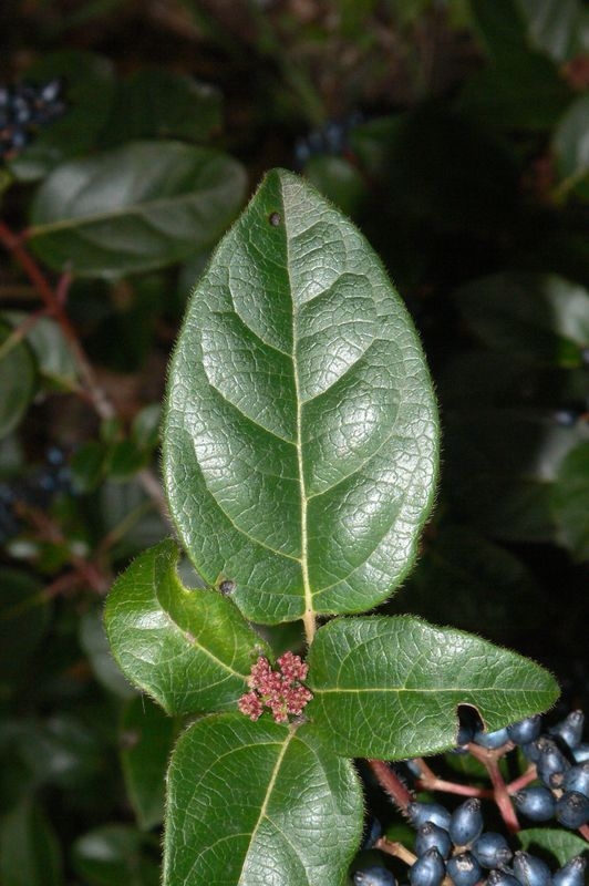 viburnum tinus