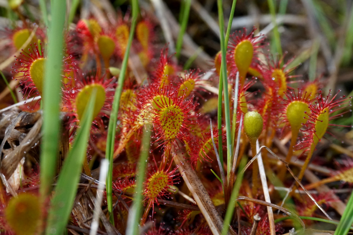 Drosera x obovata (Mert. & W.D.J.Koch) par Arthur Sanguet