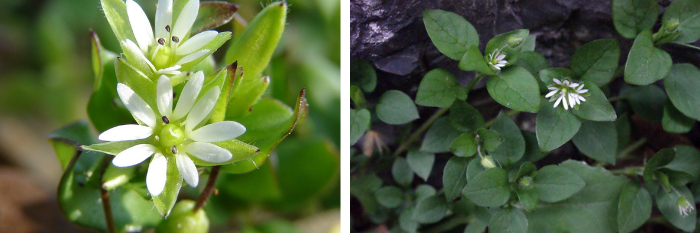 Stellaria media