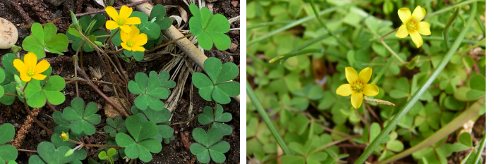 Oxalis corniculata 2