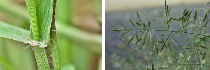 Eragrostis minor 2