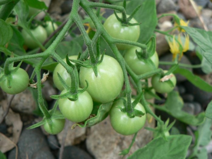 Solanum lycopersicum L. par Mathieu Menand