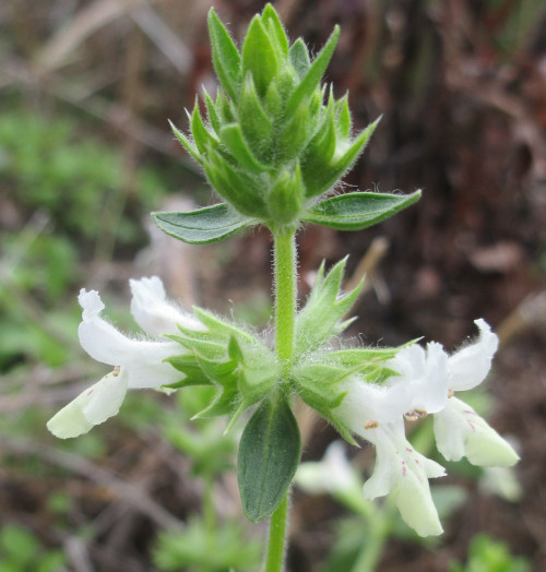 Stachys-annua-L.par Christine-Jourdan