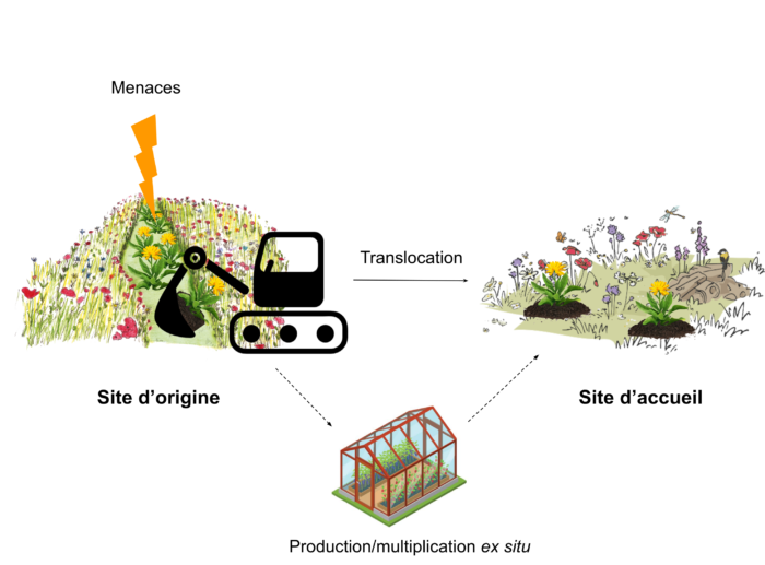 transloc schema