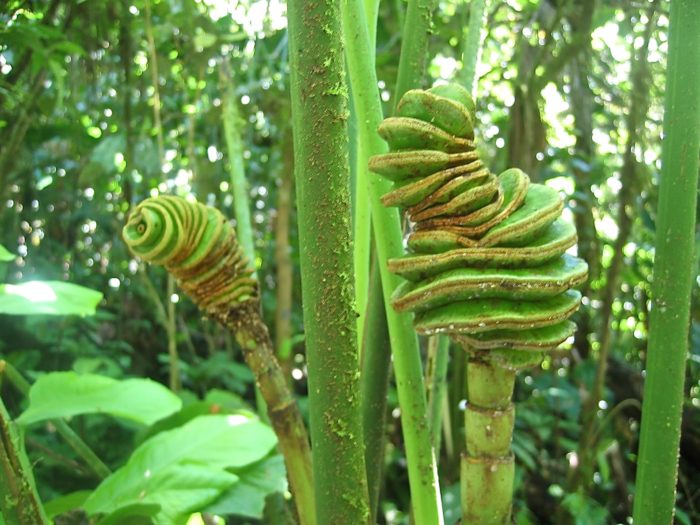 Cyclanthus bipartitus (Autreinconnu) par Madeleine Sarran