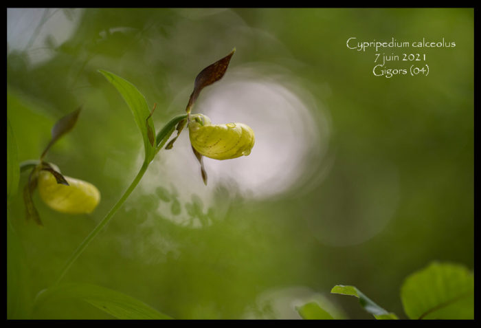 Cypripedium calceolus L. [1753] (bdtfx) par Frederic59