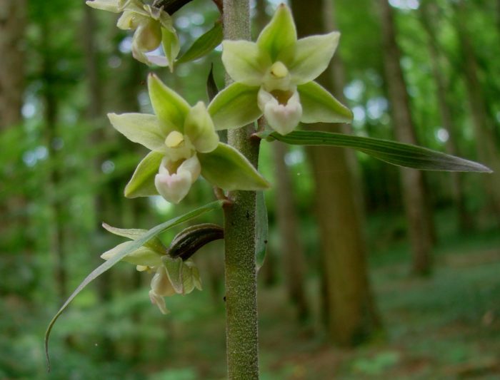 Epipactis purpurata Sm. [1828] (bdtfx) par Francoise PEYRISSAT