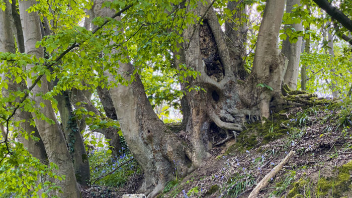 Fagus sylvatica subsp. sylvatica (bdtfx) par ThereseB