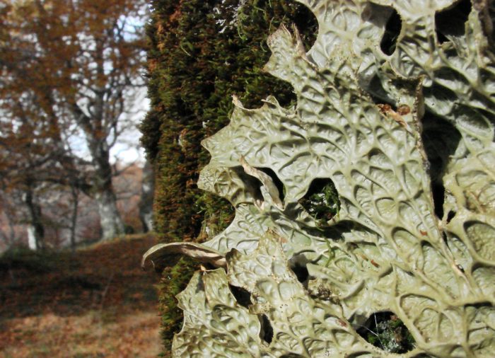 Lobaria pulmonaria (L.) Hoffm. [1796] (taxreflich) par Francoise PEYRISSAT