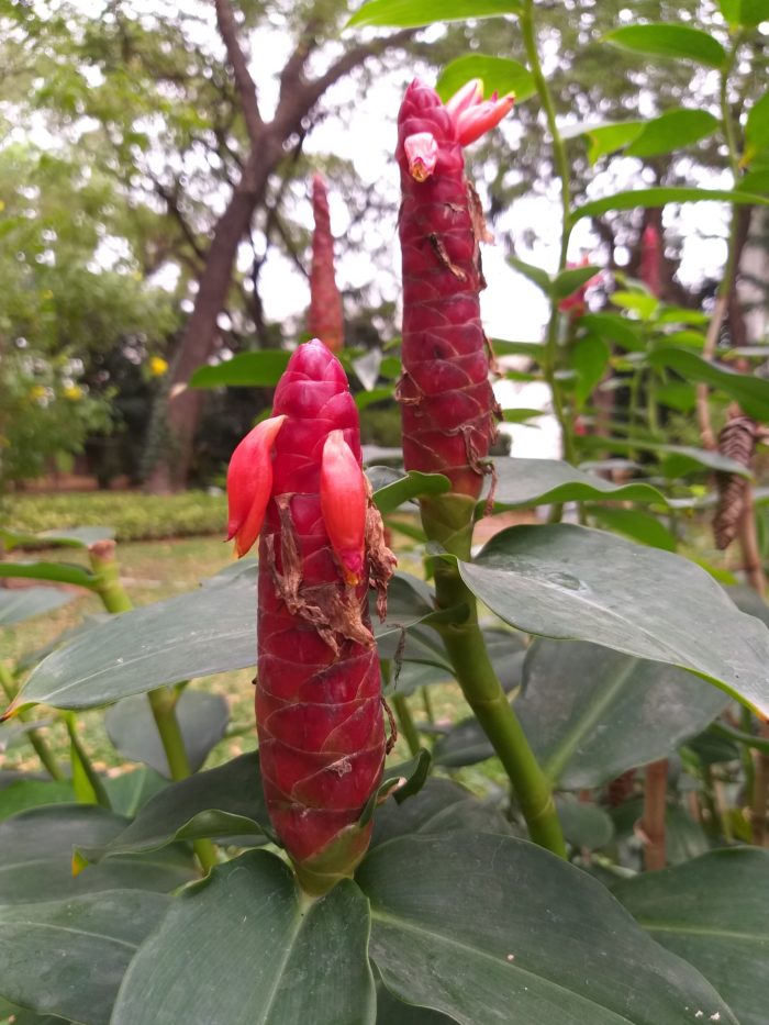 costus woodsonii_inflorescence (2)