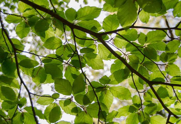 Un aperçu de botanique #3 Les feuilles – Tela Botanica