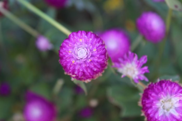 gomphrena_small