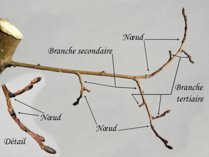 La branche ci-dessus se situe au niveau 4 ans de la tige. On distingue nettement la branche et ses deux prolongations, les deux branches secondaires et leur prolongation et les cinq branches tertiaires de l'année en cours. Chaque partie est bien séparé par les nœuds.